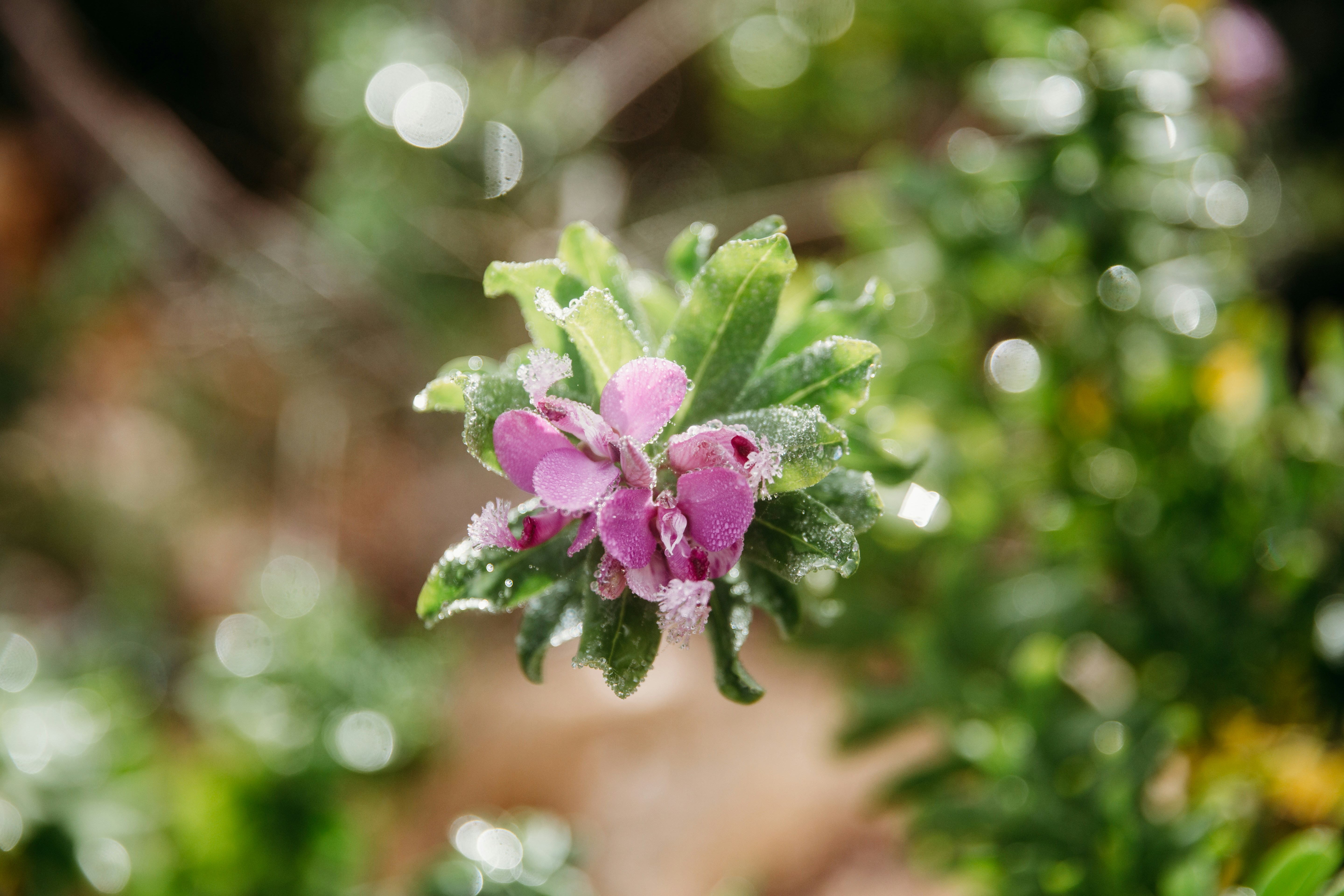Un primer plano de una flor rosada con hojas verdes