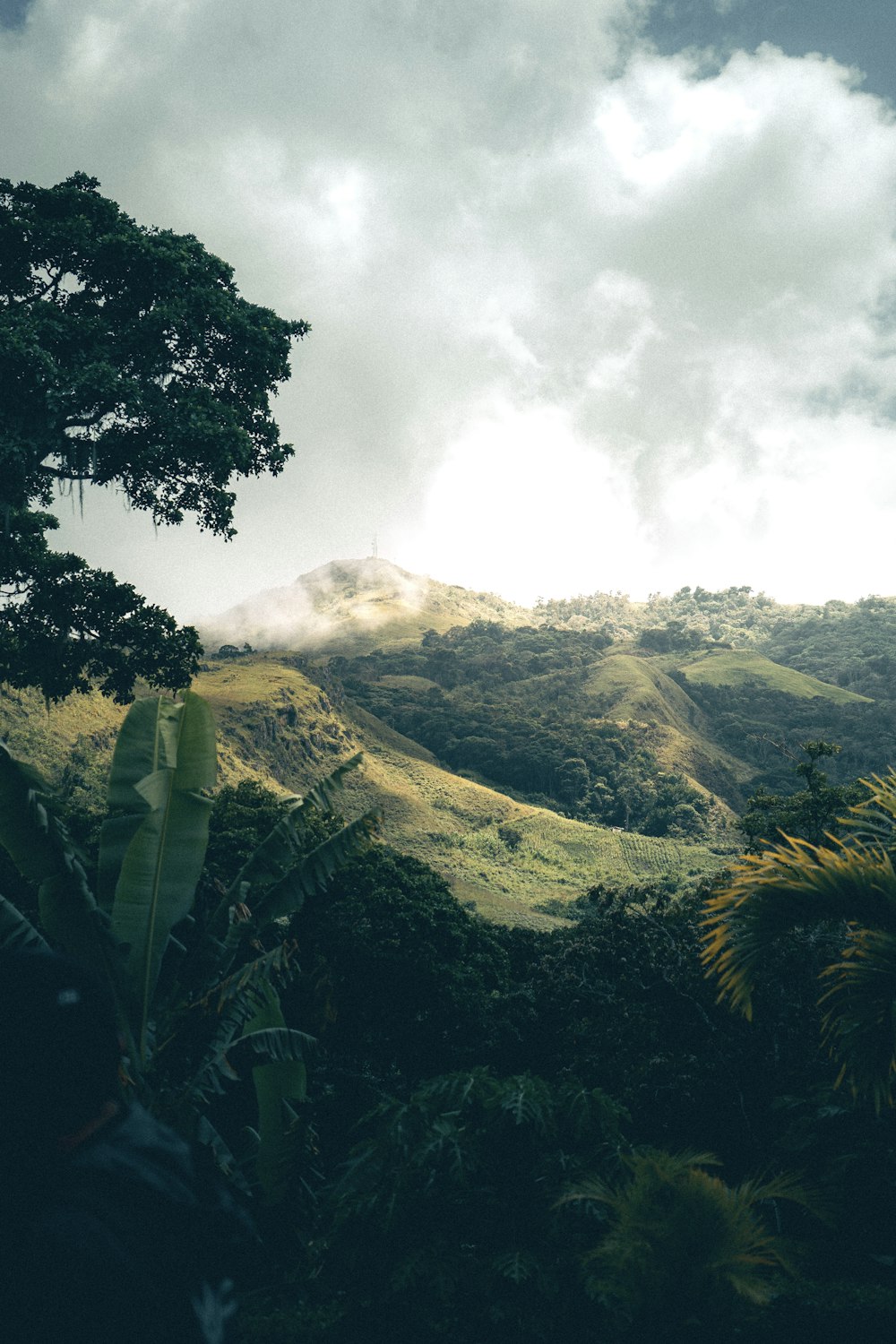 a view of a lush green hillside with trees