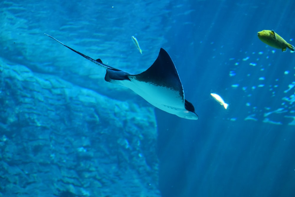 Una mantarraya nada en un gran acuario