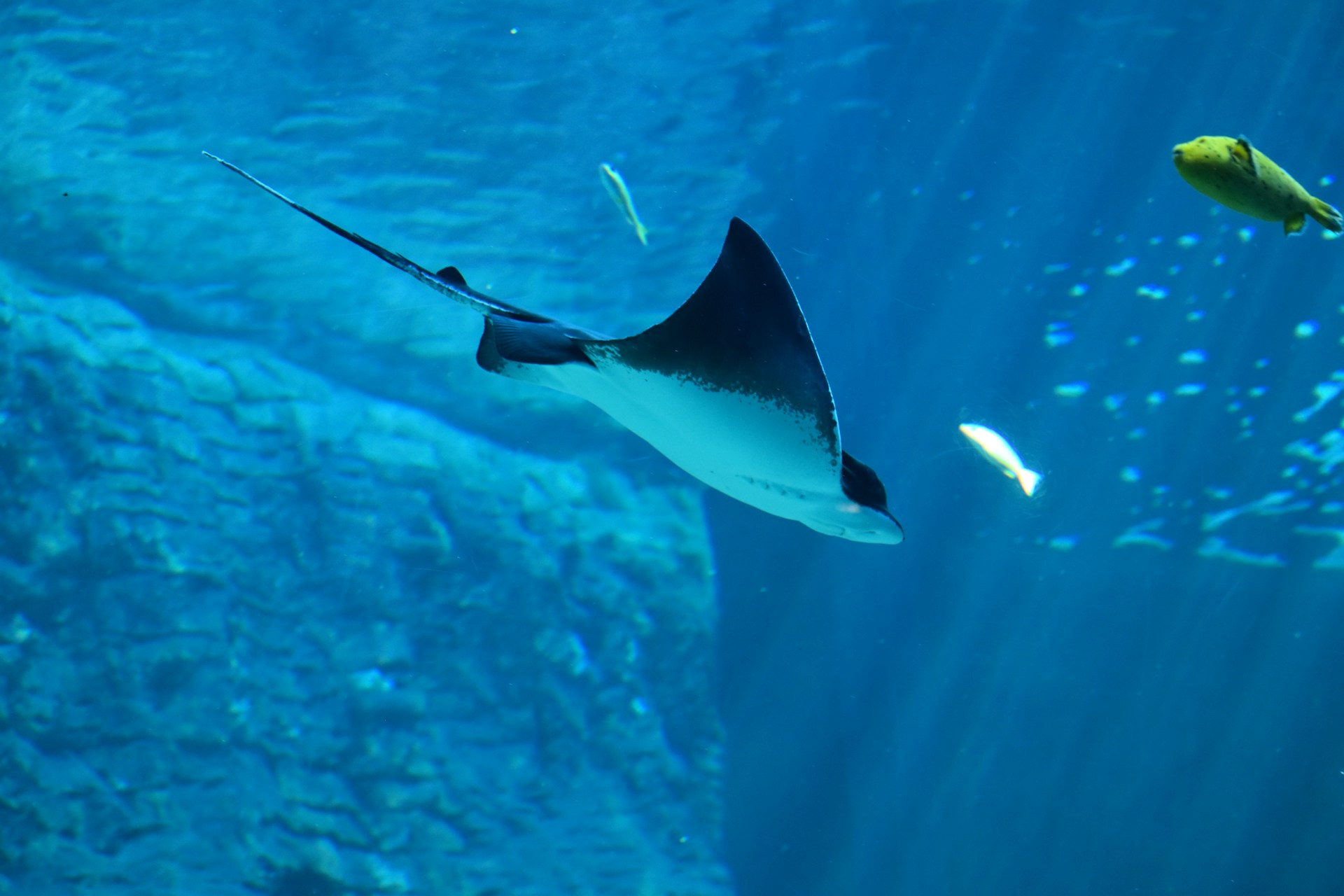 Underwater shot of the Aquabot-IA robotic manta ray gliding gracefully over a vibrant freshwater riverbed filled with native Brazilian fish.