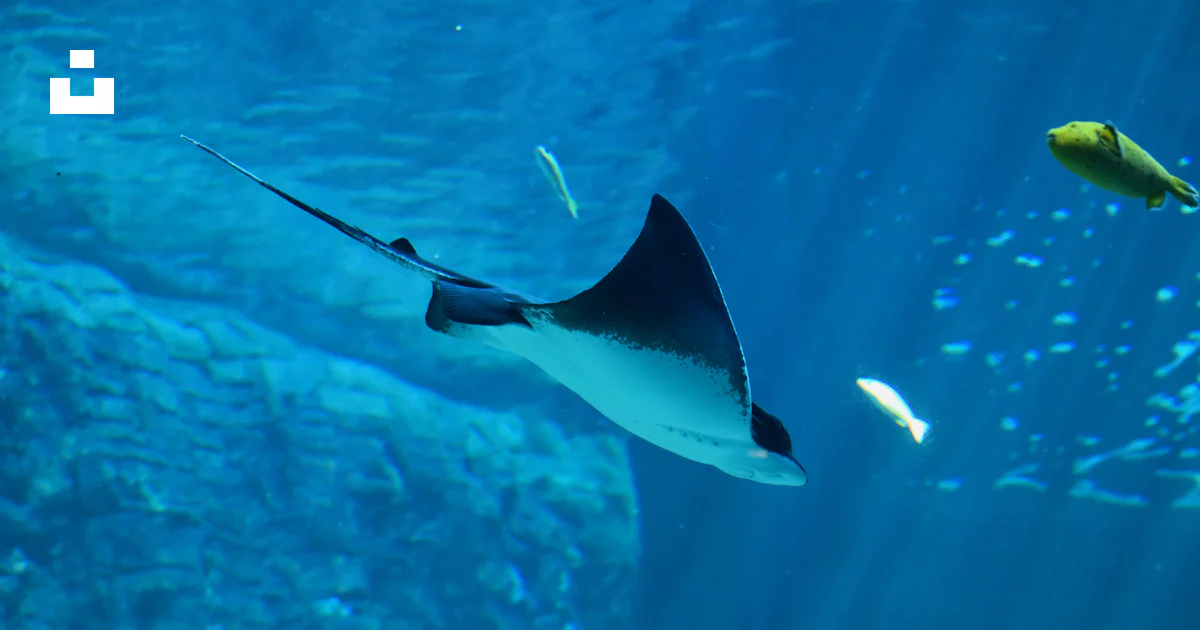 Una mantarraya nada en un gran acuario foto – Imagen de Acuario de los ...