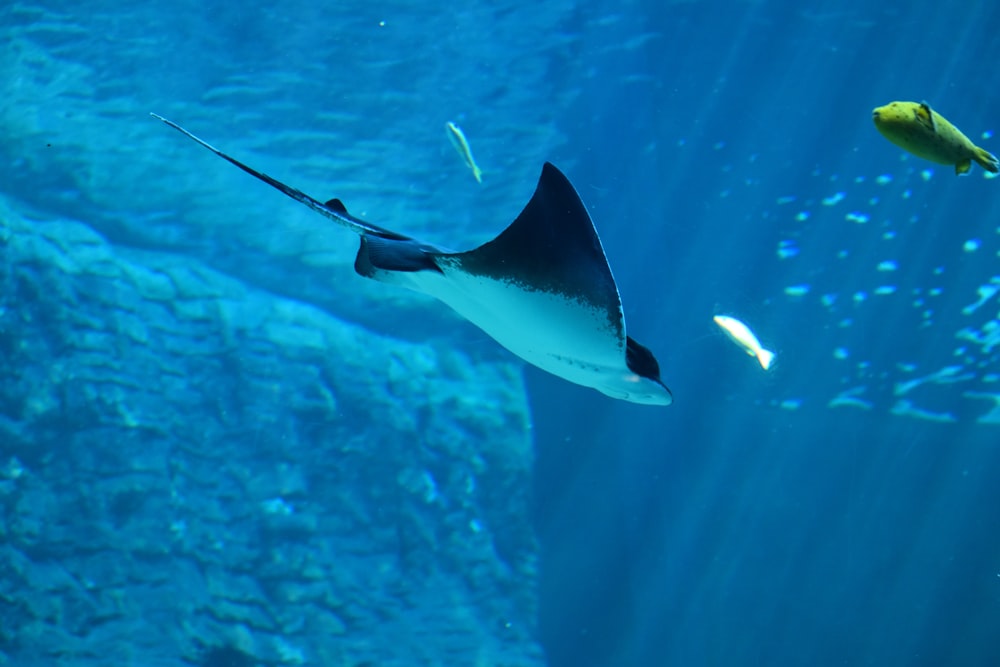 a manta ray swims in a large aquarium