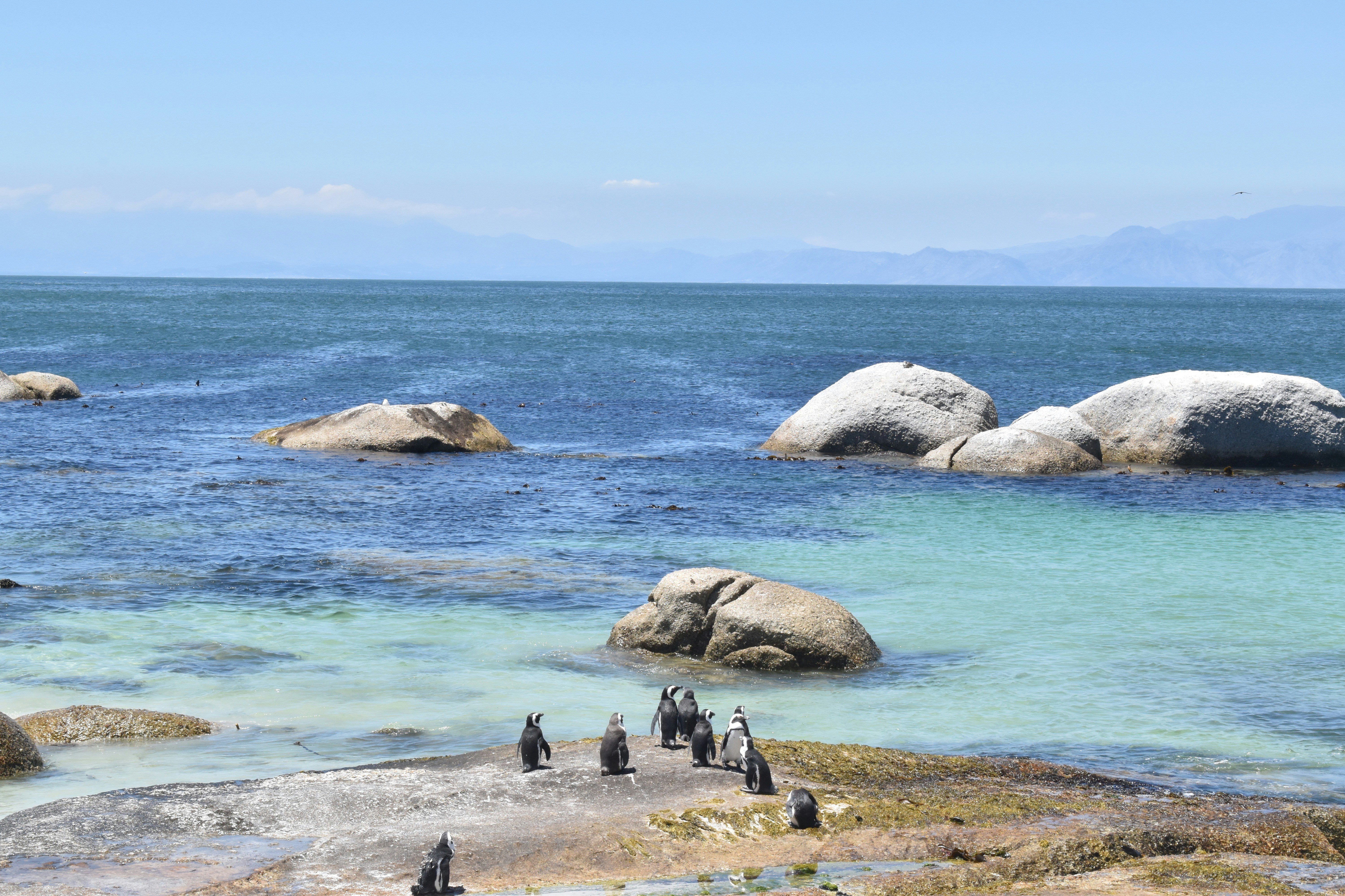 a group of penguins standing on a rocky beach, penguins in simons town, south africa