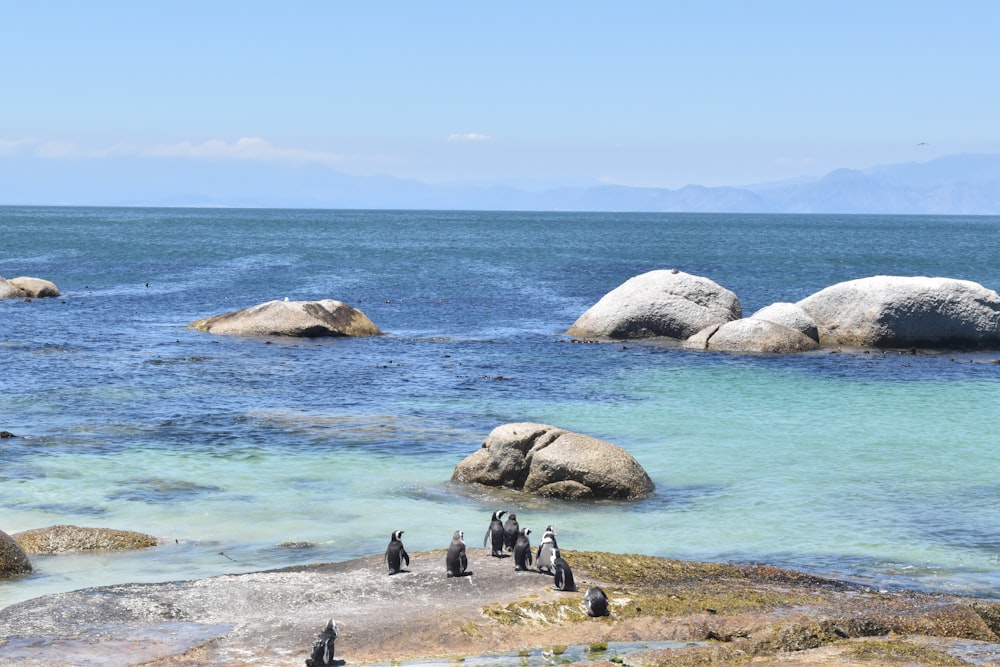 a group of penguins standing on a rocky beach