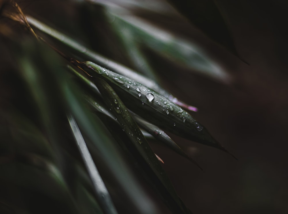 a close up of a plant with water droplets