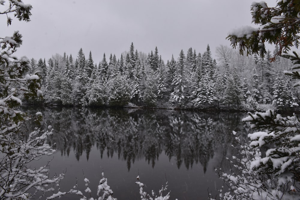 a lake surrounded by trees covered in snow
