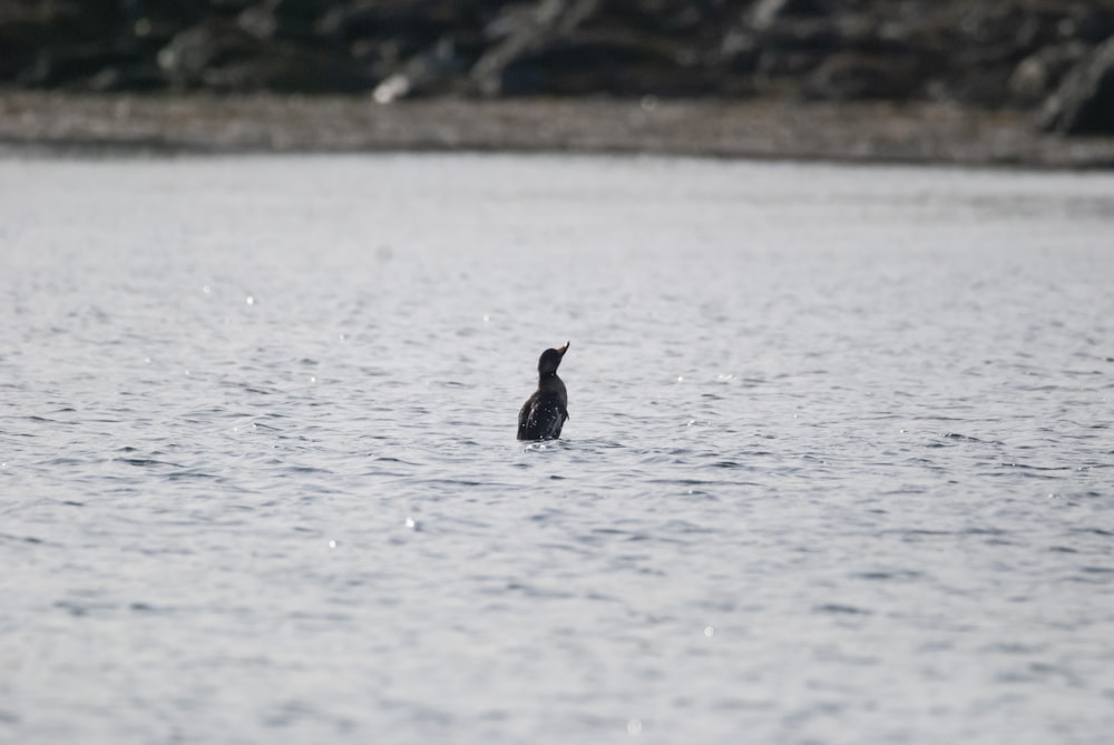 a bird is swimming in a body of water