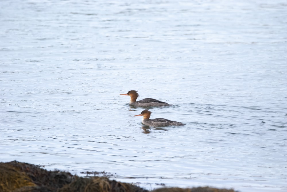 a couple of ducks floating on top of a body of water