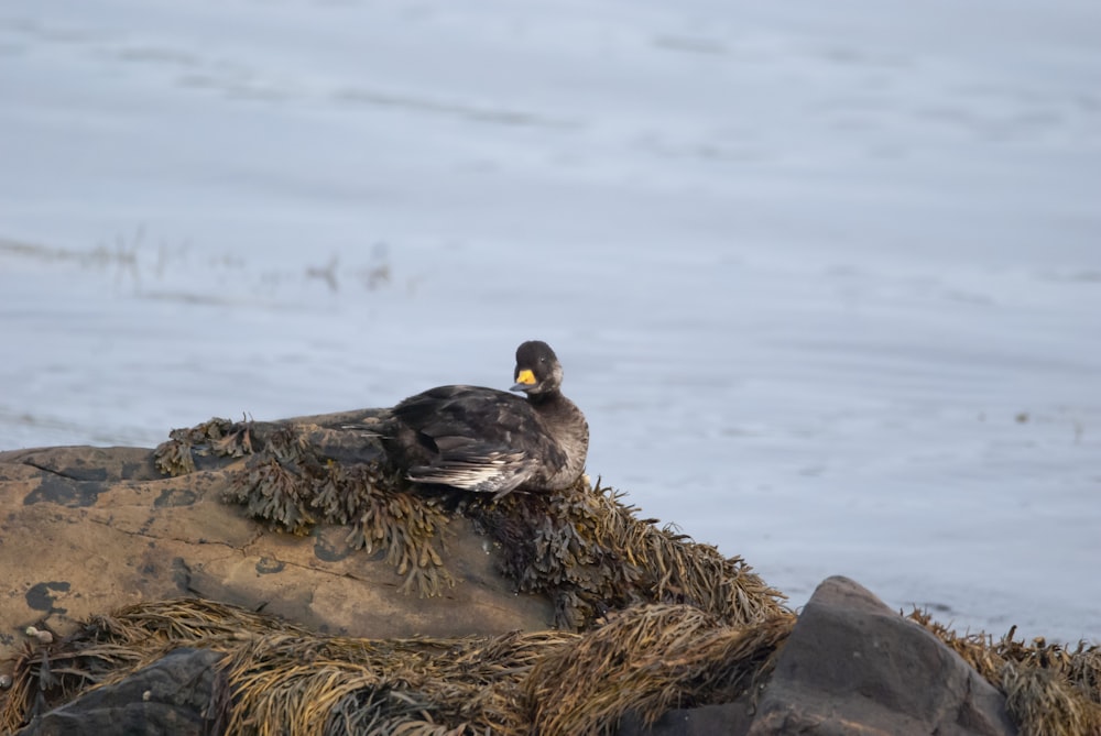 a bird sitting on top of a pile of seaweed