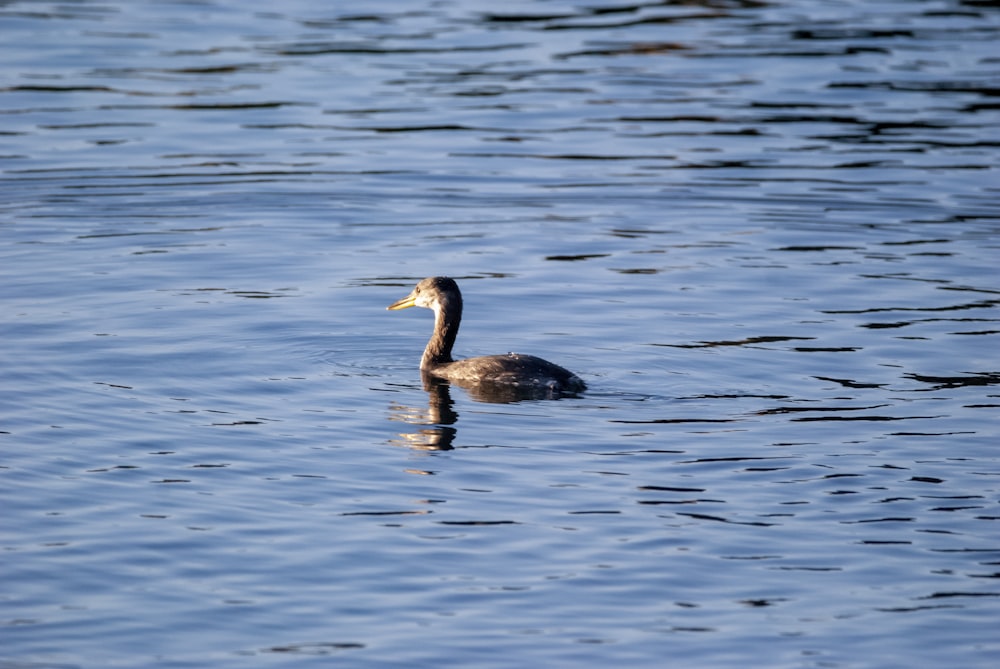 a duck floating on top of a body of water