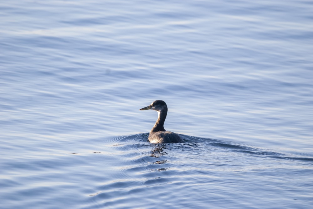 a duck floating on top of a body of water