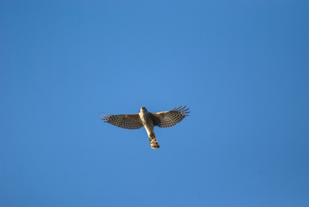 a large bird flying through a blue sky