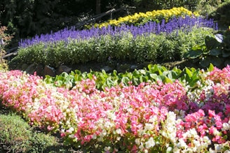 a garden filled with lots of colorful flowers