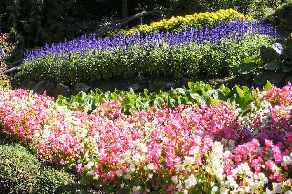 um jardim cheio de muitas flores coloridas
