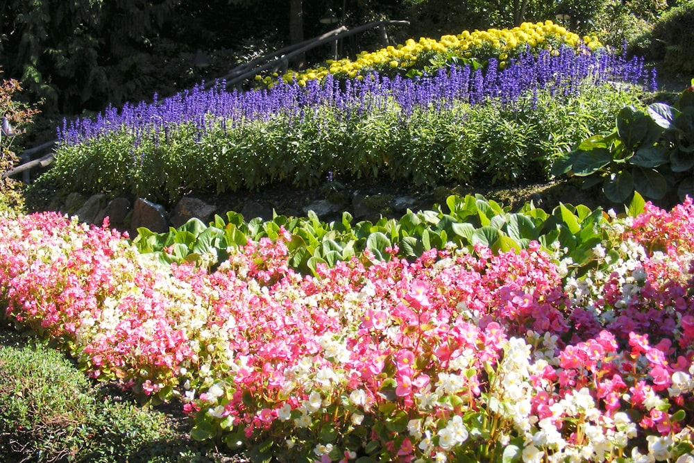 a garden filled with lots of colorful flowers