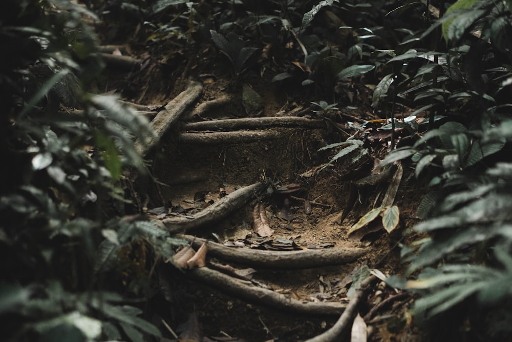 a dirt path in the middle of a jungle