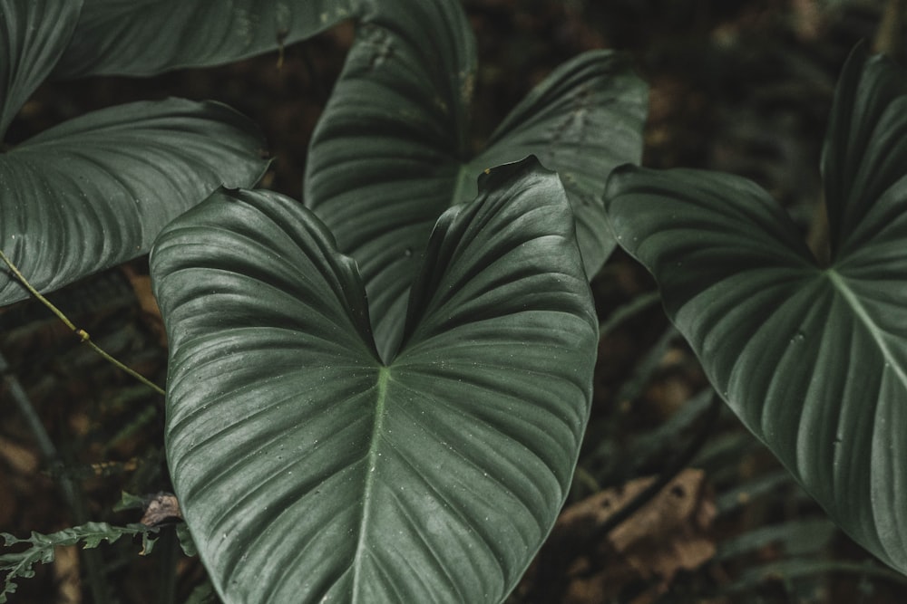 a close up of a plant with large leaves