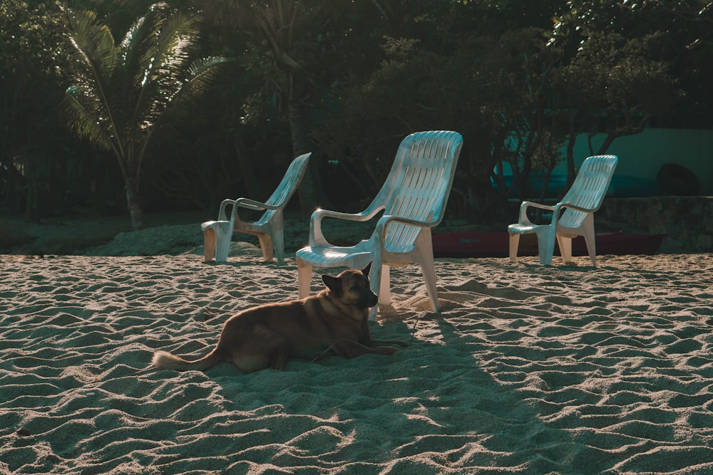 a dog laying on a sandy beach next to lawn chairs