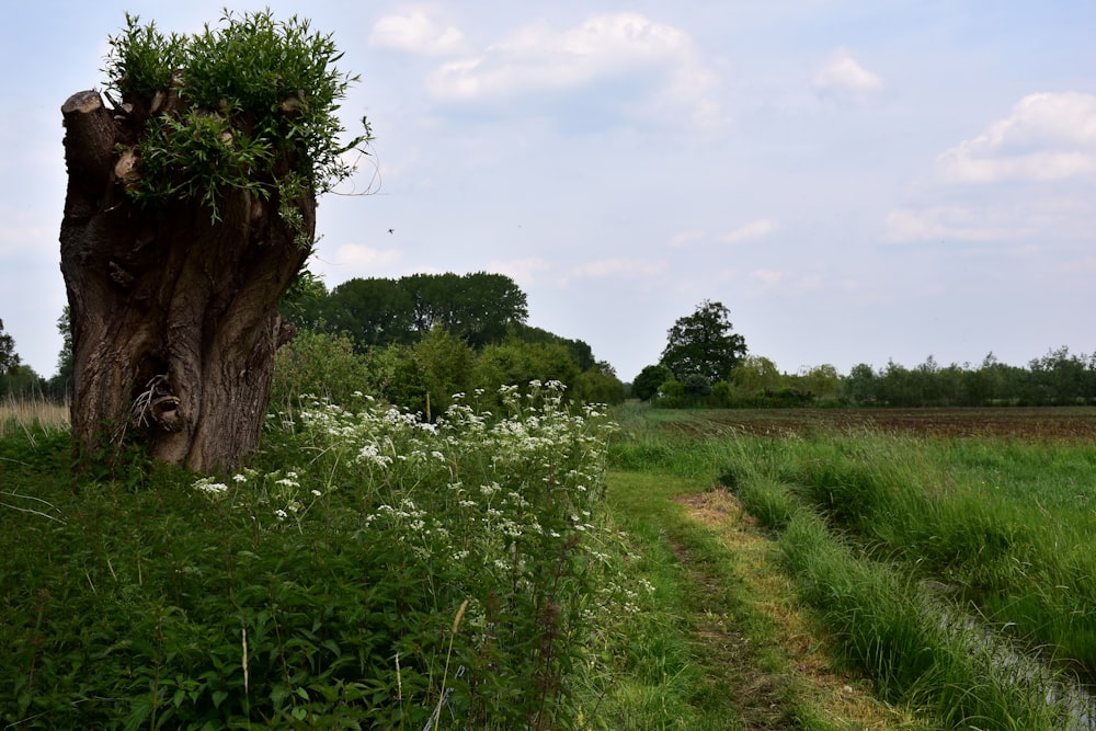 a tree stump in the middle of a field