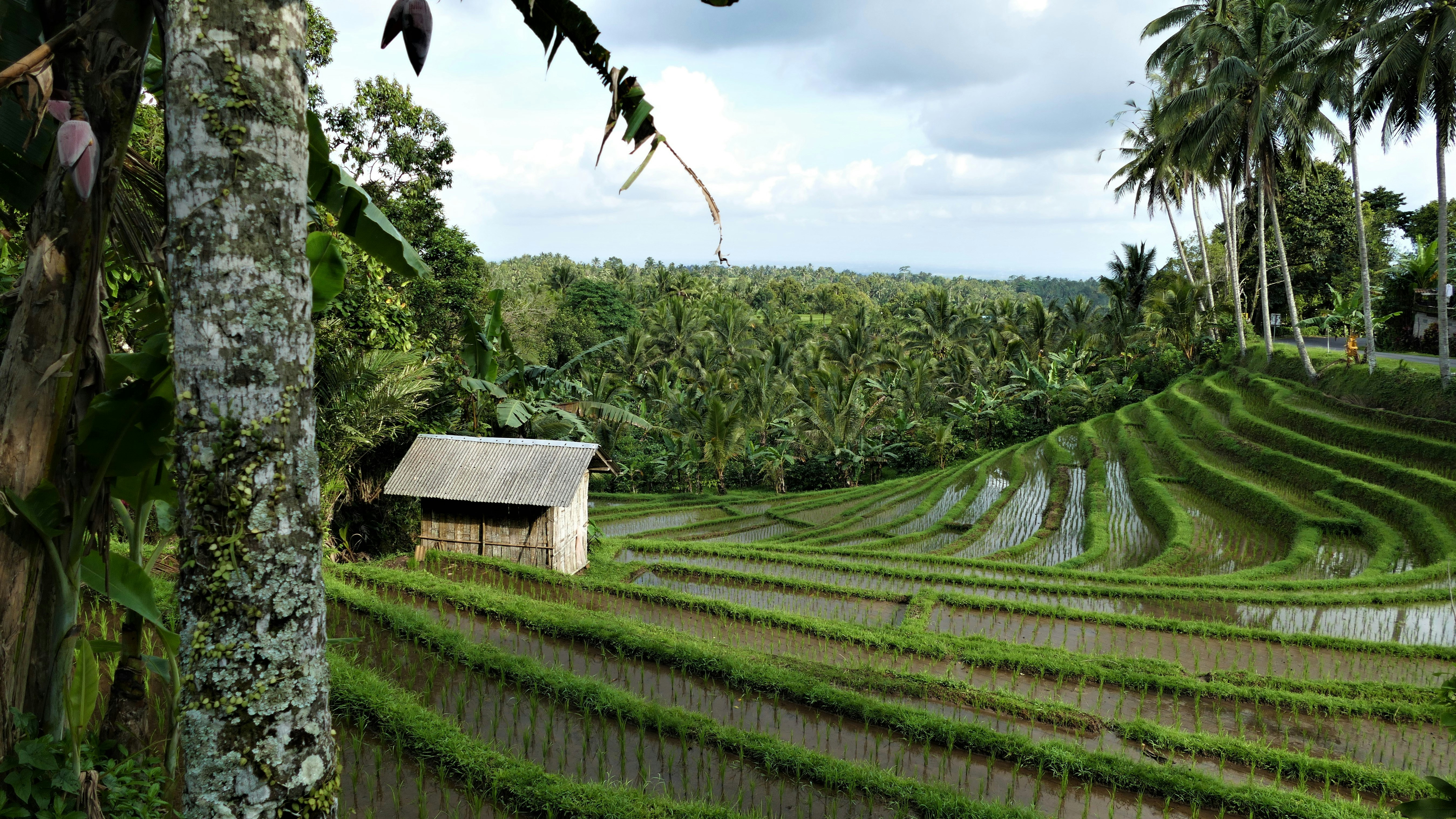 Bali rice terraces at sunrise with a small hut