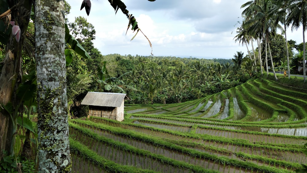 a rice field with a hut in the middle of it