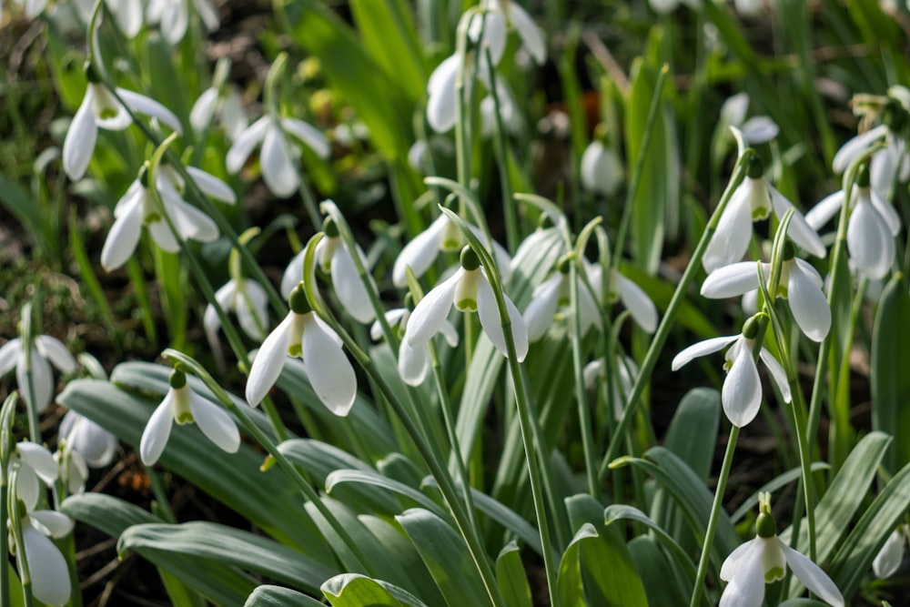 a bunch of white flowers that are in the grass