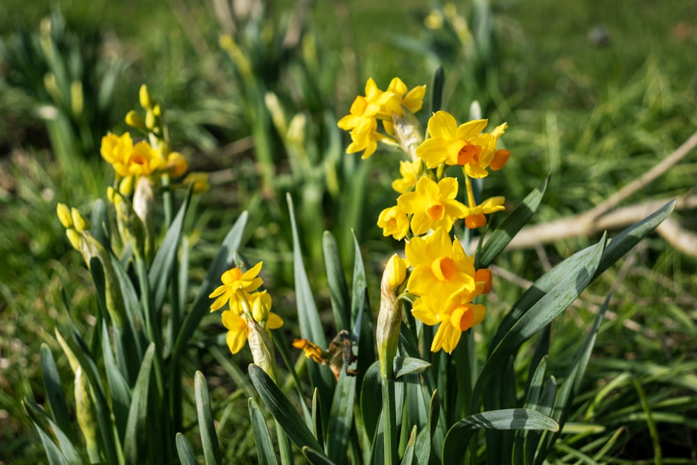 a bunch of yellow flowers that are in the grass