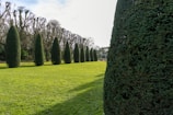 a row of trees in the middle of a field