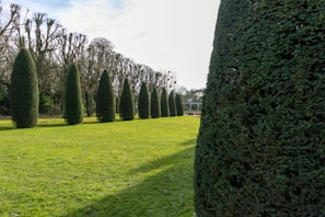 a row of trees in the middle of a field