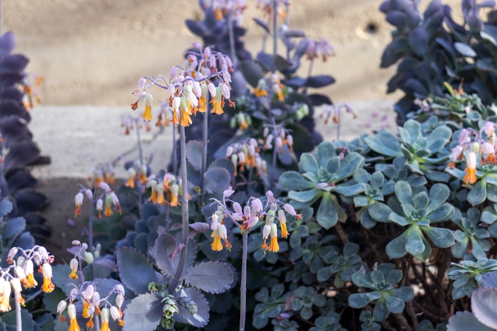 a bunch of flowers that are in a garden