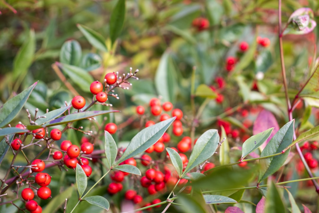 a bush with red berries and green leaves,