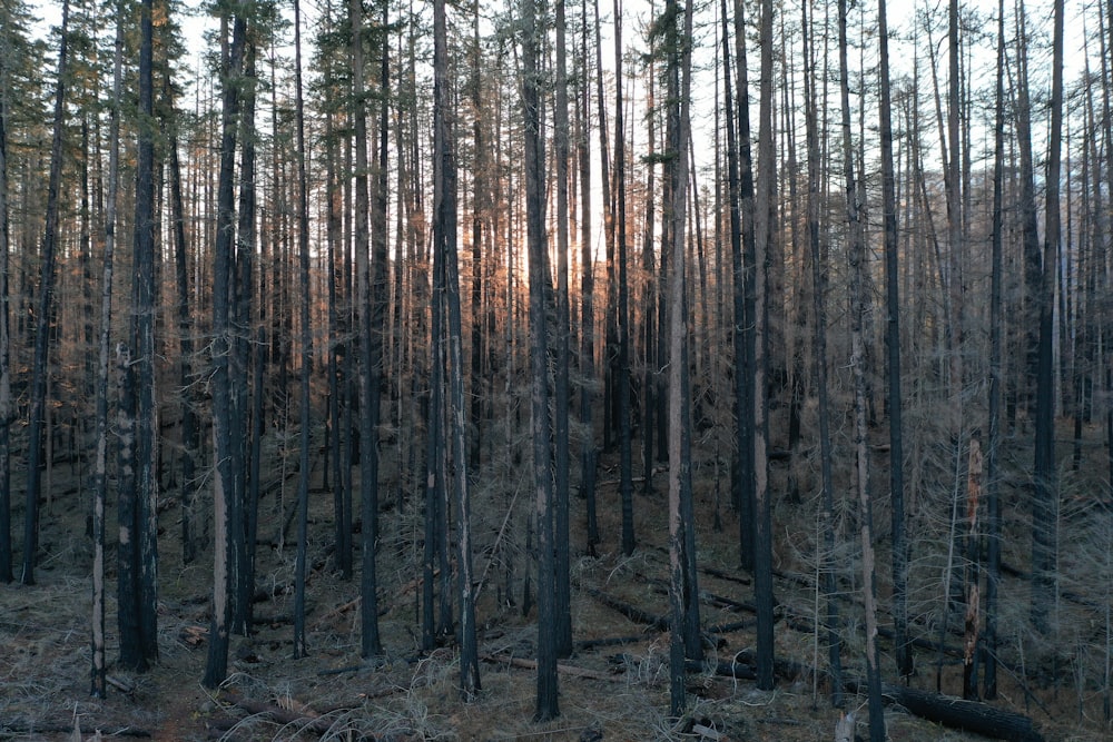 a forest filled with lots of tall trees