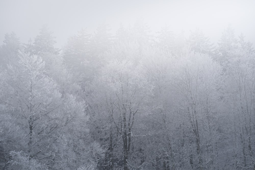 a snow covered forest filled with lots of trees