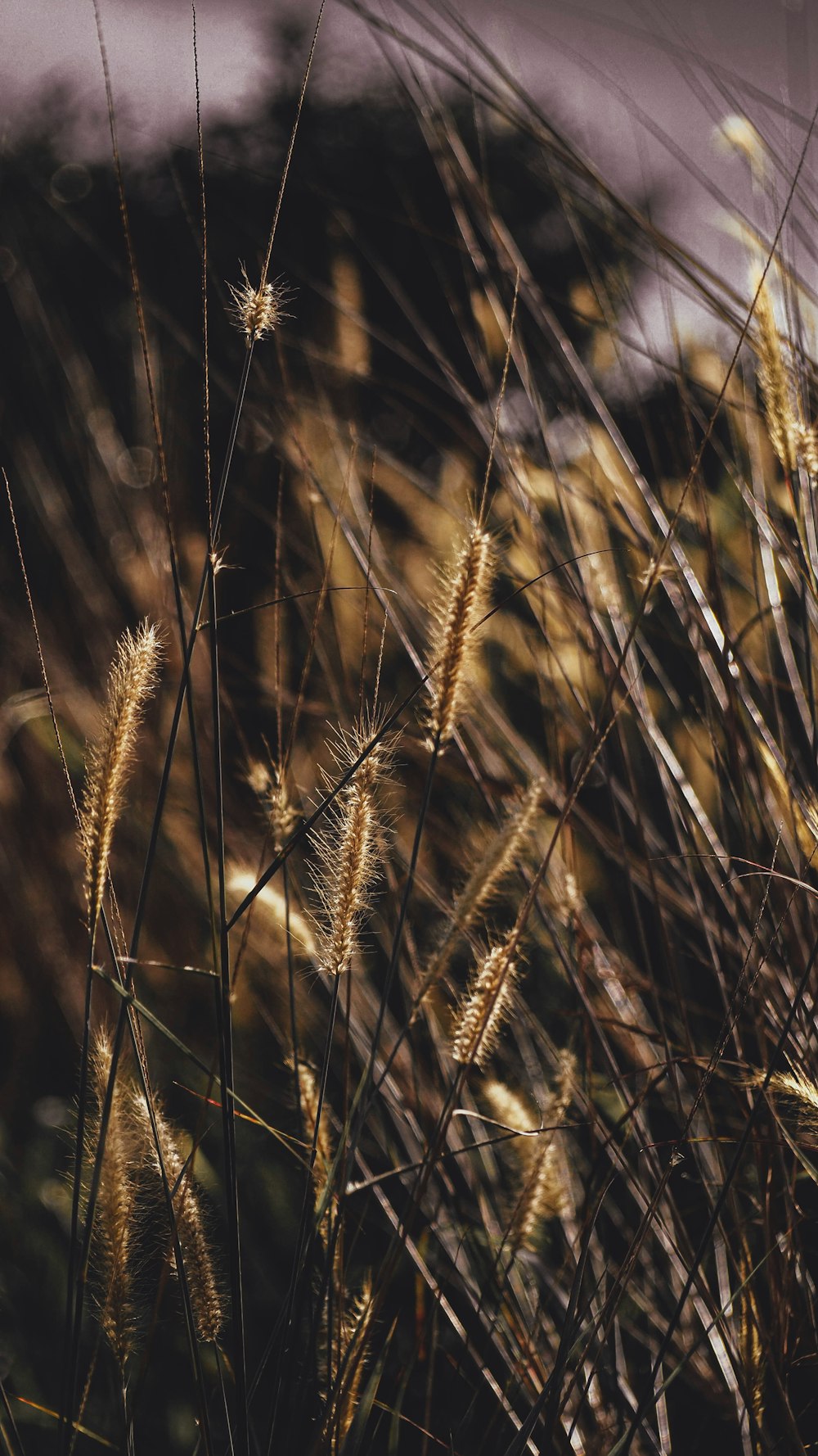 a close up of a bunch of tall grass