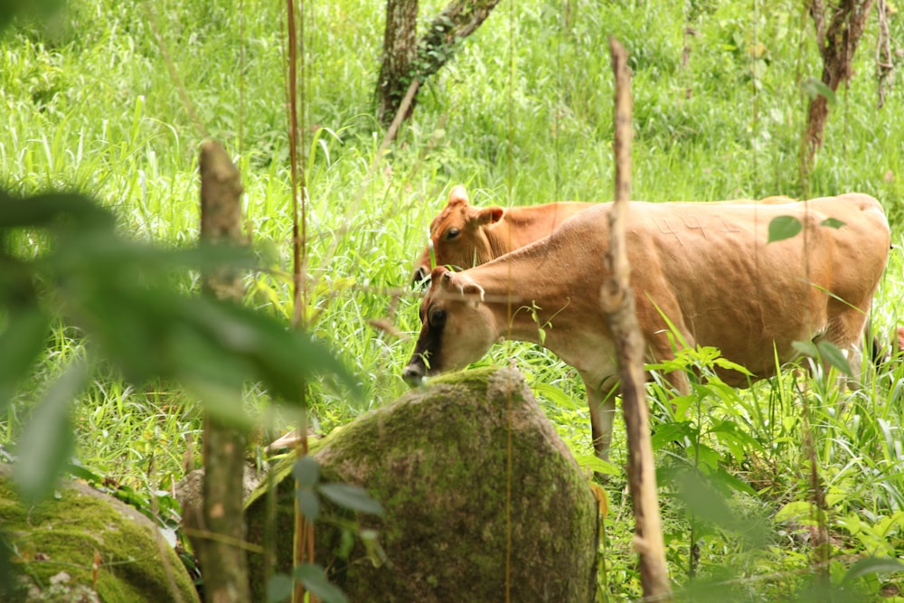 a brown cow standing in a lush green field