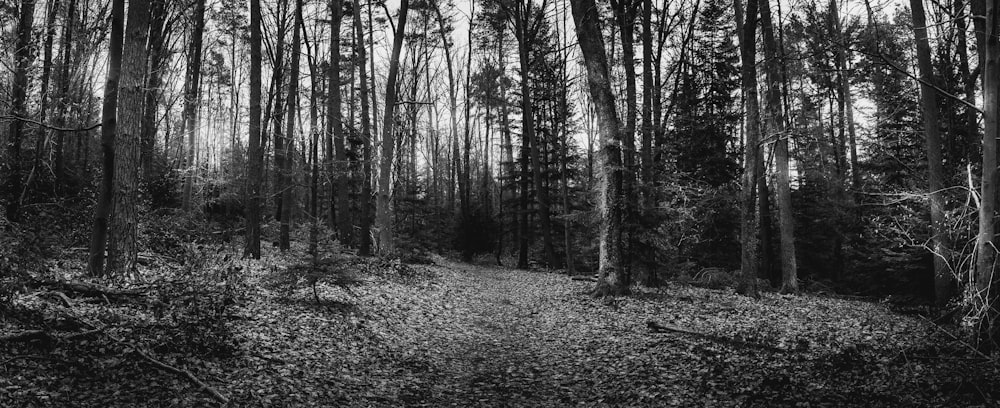 Una foto en blanco y negro de un camino en el bosque