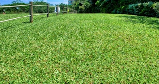 A lush, well-maintained green lawn stretches out with a wooden fence along one side. Trees and bushes border the grass, and the sky is visible in the background. A towel hangs on the fence, adding a hint of human presence.
