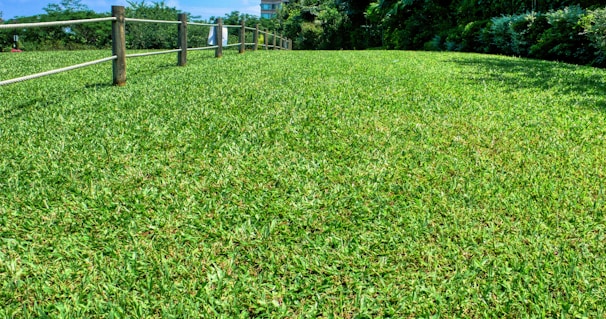 A lush, well-maintained green lawn stretches out with a wooden fence along one side. Trees and bushes border the grass, and the sky is visible in the background. A towel hangs on the fence, adding a hint of human presence.