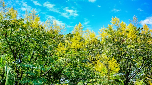A vibrant photo showcasing a nature scene.