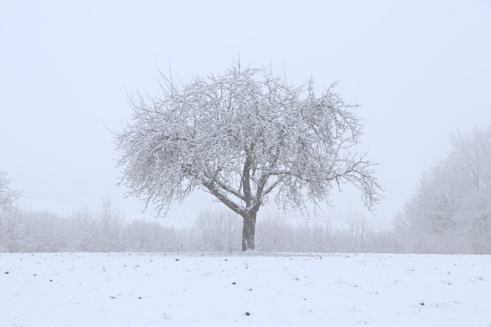 a snow covered tree in a field with trees in the background