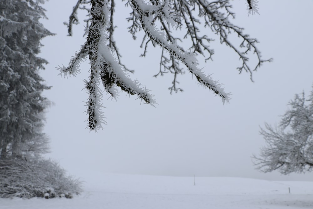 a snow covered field with trees in the background