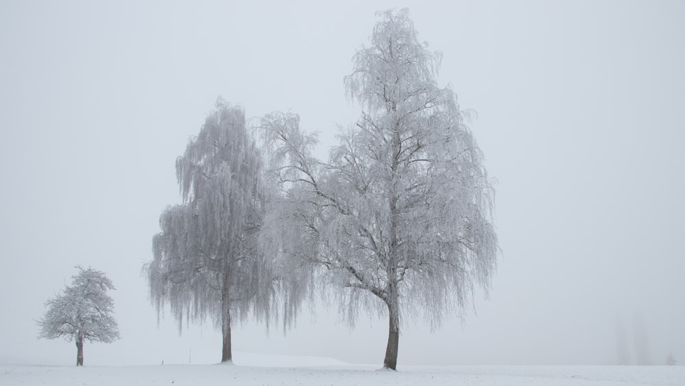 a couple of trees that are standing in the snow