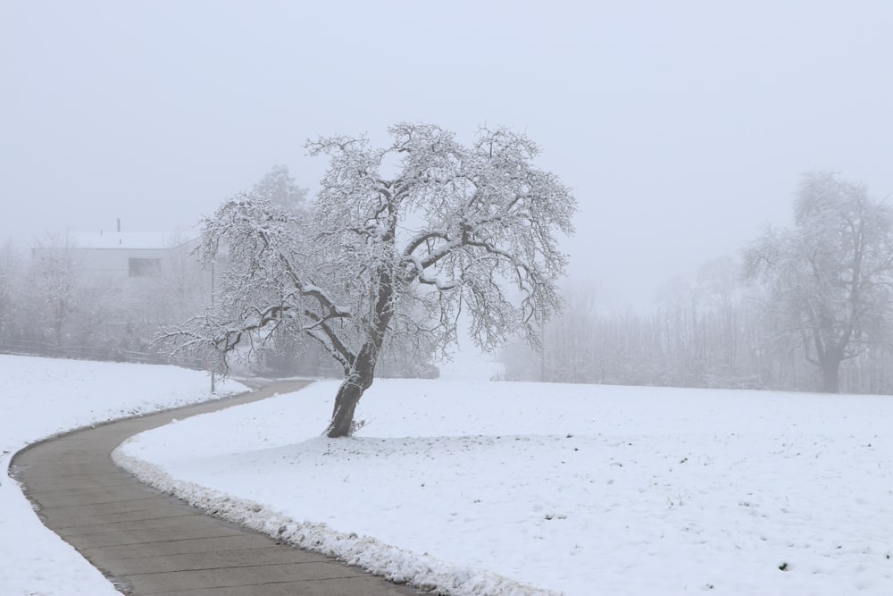 a snow covered park with a tree and walkway