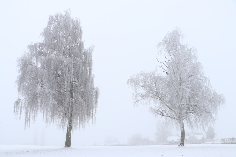 a couple of trees that are standing in the snow