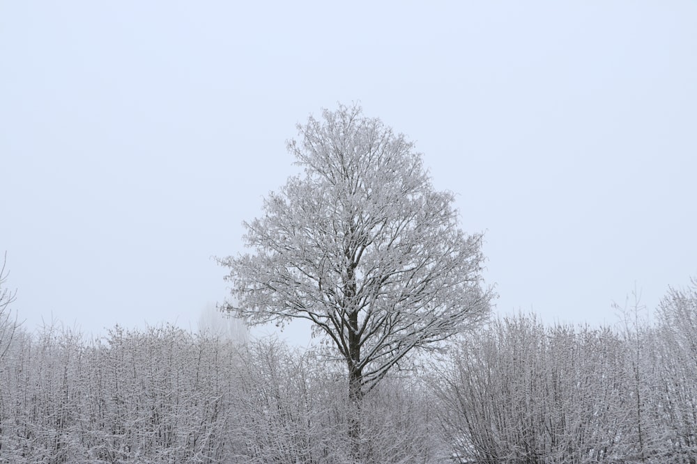a lone tree stands in the middle of a snowy forest