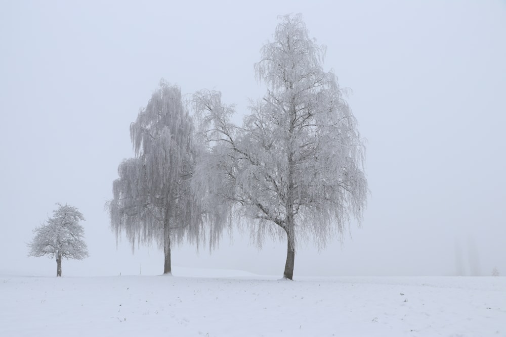 a couple of trees that are standing in the snow