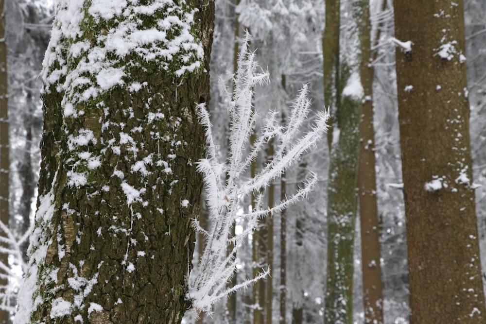 a snow covered tree trunk in a snowy forest