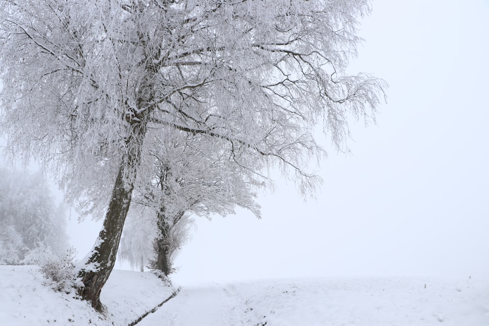 a tree covered in snow next to a field