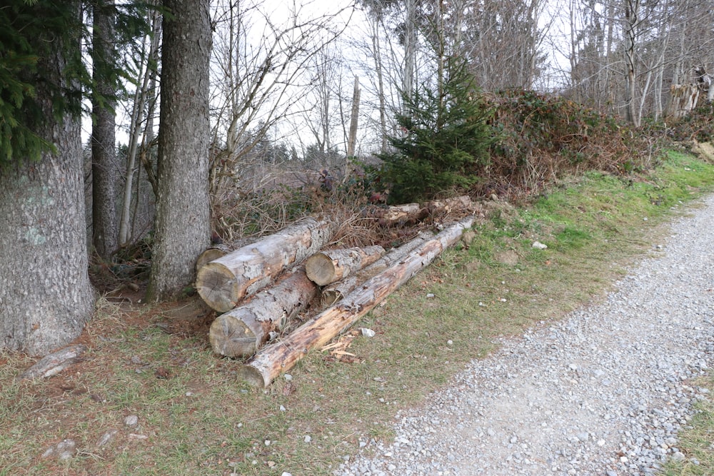 a pile of logs sitting on the side of a road