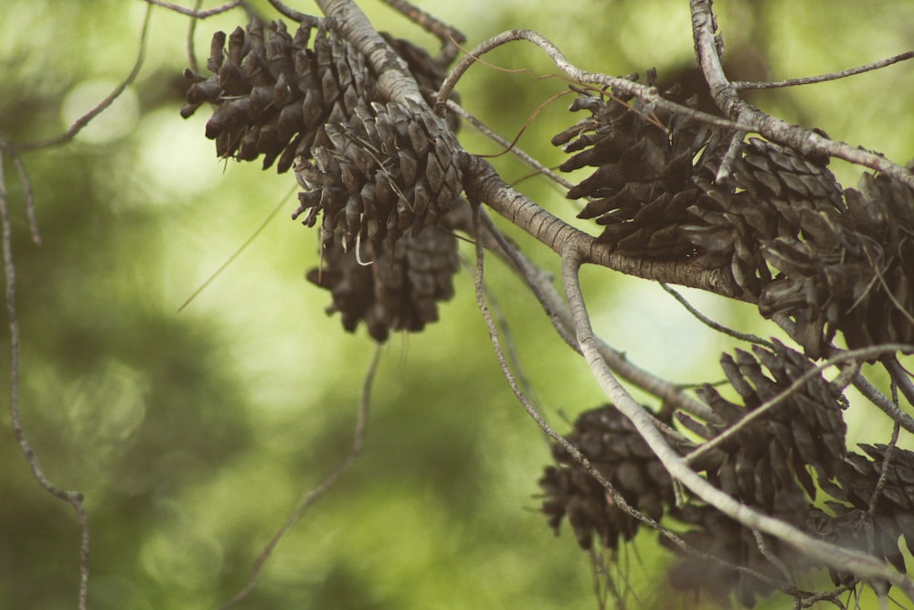 a close up of a tree branch with pine cones